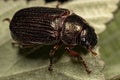 Adult Shining Leaf Chafer Beetle