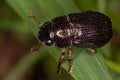 Adult Shining Leaf Chafer Beetle Royalty Free Stock Photo