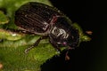 Adult Shining Leaf Chafer Beetle Royalty Free Stock Photo