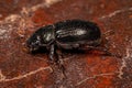 Adult Shining Leaf Chafer Beetle