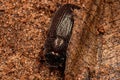 Adult Shining Leaf Chafer Beetle