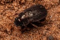 Adult Shining Leaf Chafer Beetle