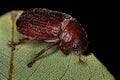 Adult Shining Leaf Chafer Beetle