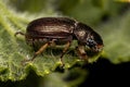 Adult Shining Leaf Chafer Beetle Royalty Free Stock Photo