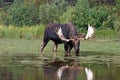 Adult Shiras Bull Moose feeding on water grass in Fishercap Lake in the Many Glacier region Glacier National Park in Montana USA Royalty Free Stock Photo