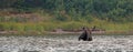 Adult Shiras Bull Moose feeding on water grass in Fishercap Lake in the Many Glacier region Glacier National Park in Montana USA Royalty Free Stock Photo