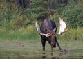 Adult Shiras Bull Moose feeding on water grass near shore of Fishercap Lake in the Many Glacier of Glacier National Park USA Royalty Free Stock Photo