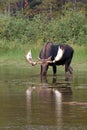 Adult Shiras Bull Moose feeding on water grass near shore of Fishercap Lake in the Many Glacier of Glacier National Park USA Royalty Free Stock Photo