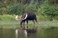 Adult Shiras Bull Moose feeding on water grass near shore of Fishercap Lake in the Many Glacier of Glacier National Park USA Royalty Free Stock Photo