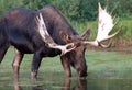 Adult Shiras Bull Moose feeding on water grass near shore of Fishercap Lake in the Many Glacier of Glacier National Park USA Royalty Free Stock Photo