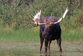 Adult Shiras Bull Moose near shore of Fishercap Lake on the Swiftcurrent hiking trail in the Many Glacier region of Glacier Nation Royalty Free Stock Photo