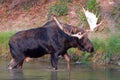 Adult Shiras Bull Moose walking near shore of Fishercap Lake in the Many Glacier region of Glacier National Park in Montana USA