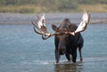 Adult Shiras Bull Moose walking near shore of Fishercap Lake in the Many Glacier region of Glacier National Park in Montana USA Royalty Free Stock Photo