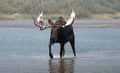 Adult Shiras Bull Moose walking near shore of Fishercap Lake in the Many Glacier region of Glacier National Park in Montana USA