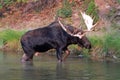 Adult Shiras Bull Moose walking near shore of Fishercap Lake in the Many Glacier region of Glacier National Park in Montana USA