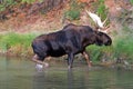 Adult Shiras Bull Moose walking near shore of Fishercap Lake in the Many Glacier region of Glacier National Park in Montana USA Royalty Free Stock Photo