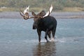 Adult Shiras Bull Moose walking near shore of Fishercap Lake in the Many Glacier region of Glacier National Park in Montana USA Royalty Free Stock Photo