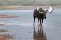 Adult Shiras Bull Moose walking near shore of Fishercap Lake in the Many Glacier region of Glacier National Park in Montana USA Royalty Free Stock Photo