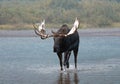 Adult Shiras Bull Moose walking near shore of Fishercap Lake in the Many Glacier region of Glacier National Park in Montana USA Royalty Free Stock Photo