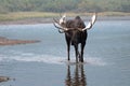 Adult Shiras Bull Moose walking near shore of Fishercap Lake in the Many Glacier region of Glacier National Park in Montana USA Royalty Free Stock Photo