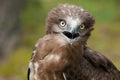 Adult Short-toed snake eagle portrait