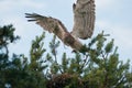 Adult Short-toed snake eagle with prey falls to the nest Royalty Free Stock Photo