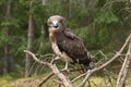 Adult Short-toed snake eagle on spruce branches