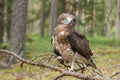 Adult Short-toed snake eagle on spruce branches Royalty Free Stock Photo