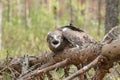 Adult Short-toed snake eagle on spruce branches