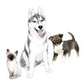 Adult Siberian Husky Dog, Puppy and Kitten