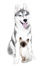 Adult Siberian Husky Dog and Thai Kitten