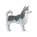 Adult Siberian husky standing in rack, side view. Dog with gray fur. Flat vector for advertising banner or poster of pet Royalty Free Stock Photo