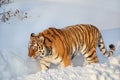 Adult siberian tiger is walking on a white snow. Panthera tigris tigris. Animals in wildlife Royalty Free Stock Photo
