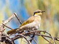 Adult Singing Honeyeater