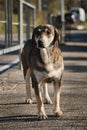 Adult single mongrel dog of mixed breed from shelter. Homeless gray large dog on street with sad eyes. Mutt stands on sidewalk and