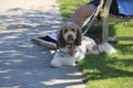 Adult sits on a park bench, their Labradoodle dog's leash in hand