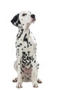 Adult sitting dalmatian dog looking up Royalty Free Stock Photo