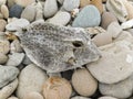 Adult skeleton of a Yellow Box fish with fins and tail.