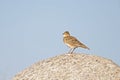 An adult skylark perched and singing on a big rock in front of  a blue sky. Royalty Free Stock Photo