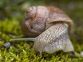an adult snail is walking through the moss covered ground under sunlight Royalty Free Stock Photo