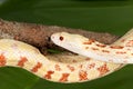 Adult snake