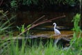Adult Snowy egret in the pond