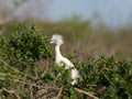 Adult Snowy Egret Sitting on Treetop Nest and Photographed in Profile Royalty Free Stock Photo