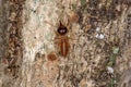 Adult Soldier Nasute Termite Royalty Free Stock Photo