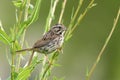 Adult song sparrow bird, Melospiza Melodia, perched on a branch