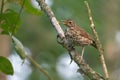 Adult Song Thrush calling near his nest site