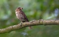 Adult song thrush with food for his chicks