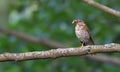 Adult song thrush with fat food in his beak