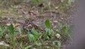 Adult Song Thrush Turdus philomelos seeking food closeup