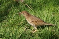 Adult song thrush, turdus philomelos, with worm